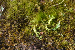 Selaginella eclipes