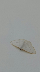 Lomographa luciferata