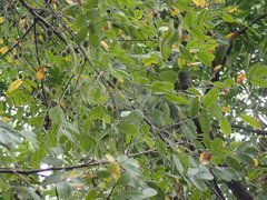 Commiphora edulis edulis