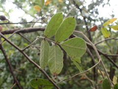 Commiphora edulis edulis
