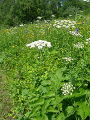 Arafoe aromatica
