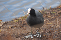 Fulica atra