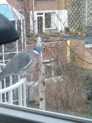 Columba palumbus