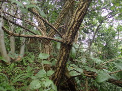 Erythrina abyssinica