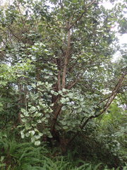 Erythrina abyssinica