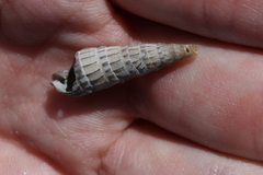 Terebridae