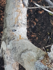 Heteropyxis natalensis