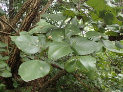 Erythrina abyssinica