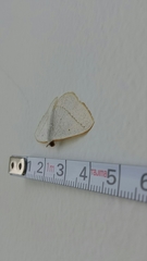 Lomographa luciferata