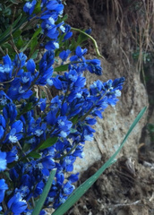 Polygala calcarea