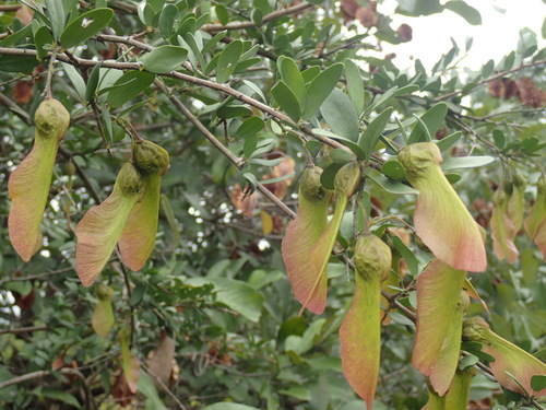 Image of Securidaca longepedunculata by (c) Mahomed Desai, some rights reserved (CC BY)