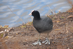 Fulica atra