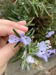 Salvia rosmarinus