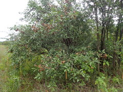 Combretum hereroense hereroense