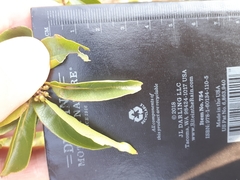 Heteropyxis natalensis