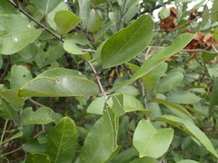 Combretum hereroense hereroense