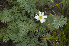 Callianthemum sajanense