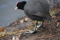 Fulica atra