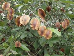 Combretum hereroense hereroense