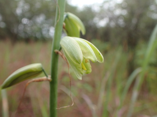 Albuca abyssinica