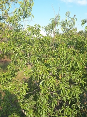 Heteropyxis natalensis