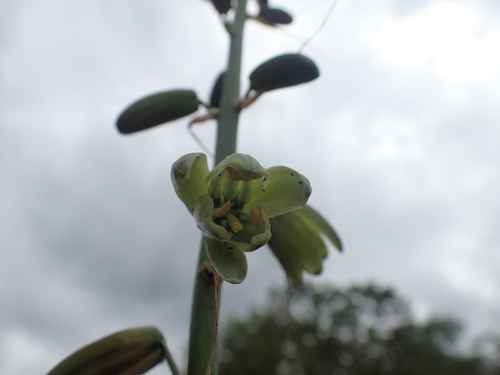 Albuca abyssinica
