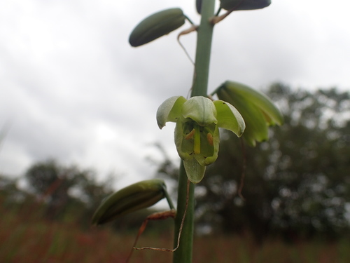 Albuca abyssinica