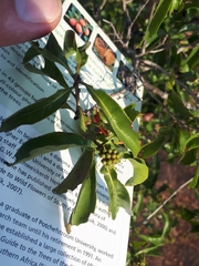 Heteropyxis natalensis