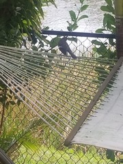 Mimus polyglottos image