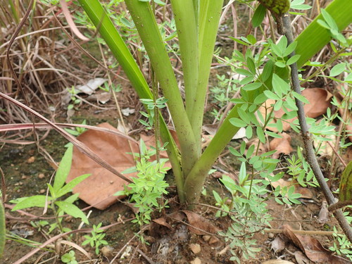 Albuca abyssinica