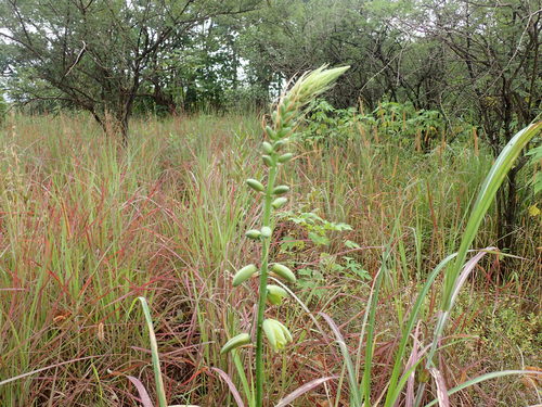 Albuca abyssinica
