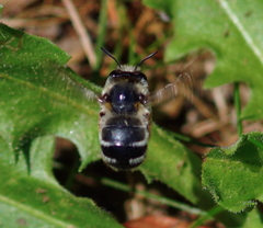 Anthophora aestivalis