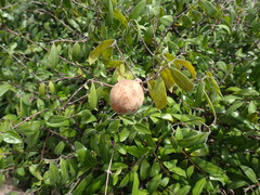 Ancylobothrys amoena