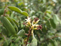 Ancylobothrys amoena