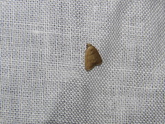 Anachrostis