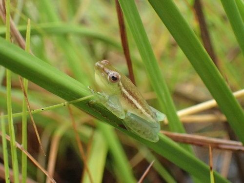 Kasiki Reed Frog, Hyperolius nasicus