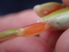 Hyperolius kivuensis