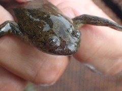 Xenopus poweri