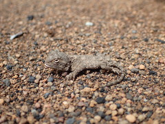 Agama armata