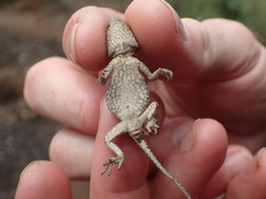Agama armata