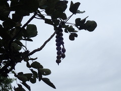 Erythrina abyssinica