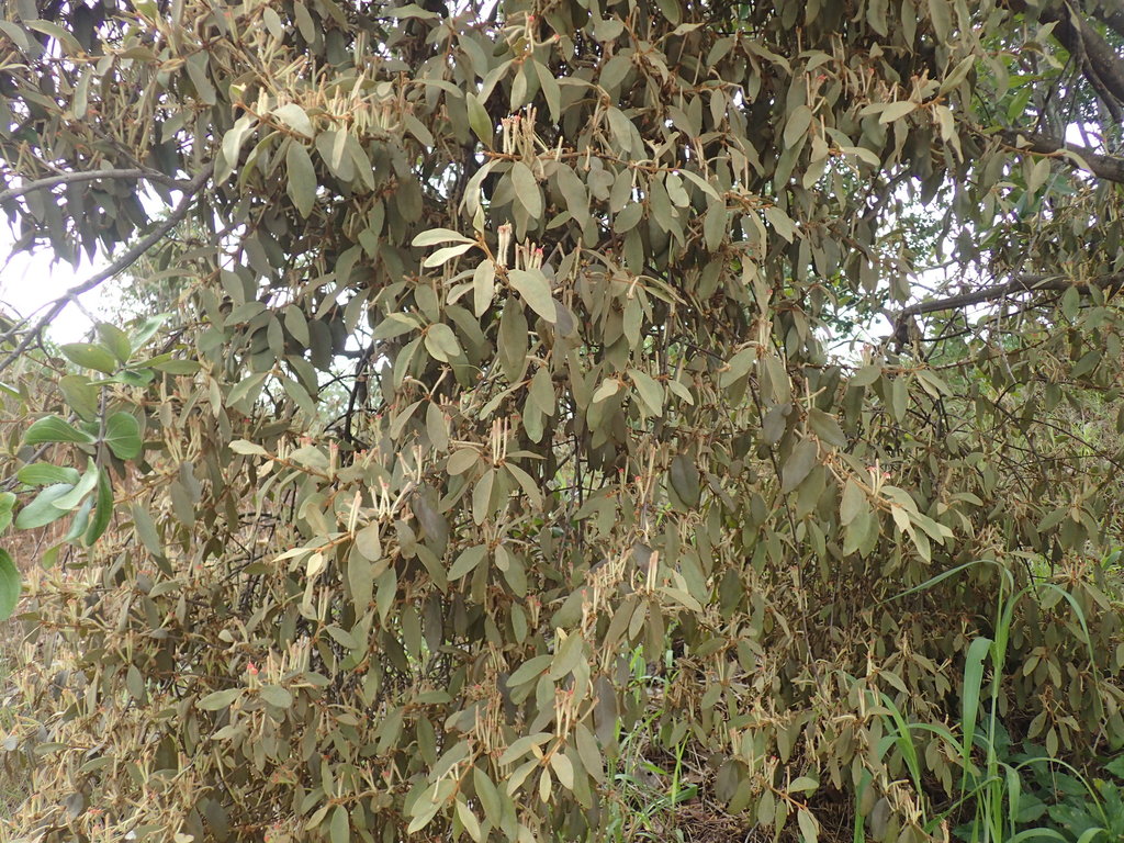 Phragmanthera eminii