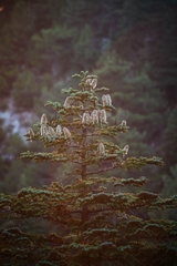 Abies cilicica