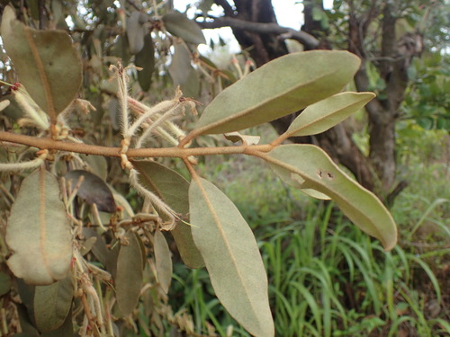 Phragmanthera eminii image