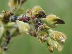 Camponotus rufoglaucus