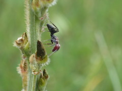 Camponotus rufoglaucus