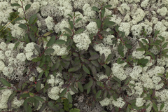 Cotoneaster uniflorus