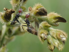 Camponotus rufoglaucus