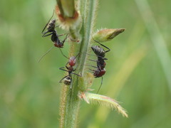 Camponotus rufoglaucus