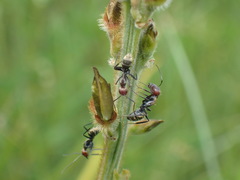 Camponotus rufoglaucus